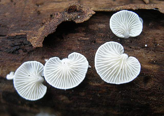 I  Funghi  dopo  l''Uragano